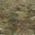 Multicam